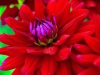 Dramatic Dahlias