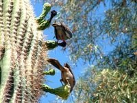 Caring for Saguaro Cacti