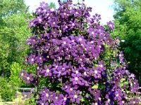 Spectacular Clematis