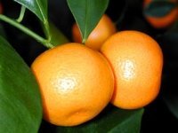 Grow Calamondin Orange for Winter Sunshine