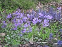 Flocks of Phlox