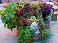 Container Gardening Basics