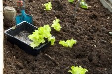 Starting a Vegetable Garden