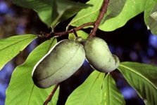 Edible of the Month: Pawpaw