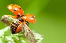 Pollinators and Beneficial Insects