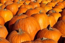 Harvesting and Storing Pumpkins and Squash