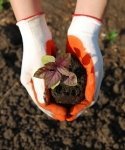 How to Apply a Lawn Fertilizer