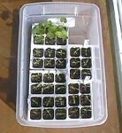 Happy New Year - Get Ready for Seed Starting