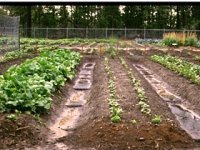 Spring Vegetable Gardening