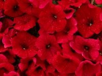 Plant Cool-Season Annuals for Winter Color