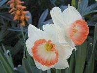 Caring for Spring Bulbs After Flowers Fade