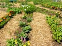 Planning for Crop Rotation