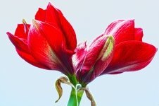 Grow an Awesome Amaryllis