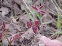 Avoid Poison Ivy Peril