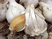 Growing Garlic