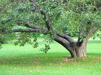 Training Apple Trees