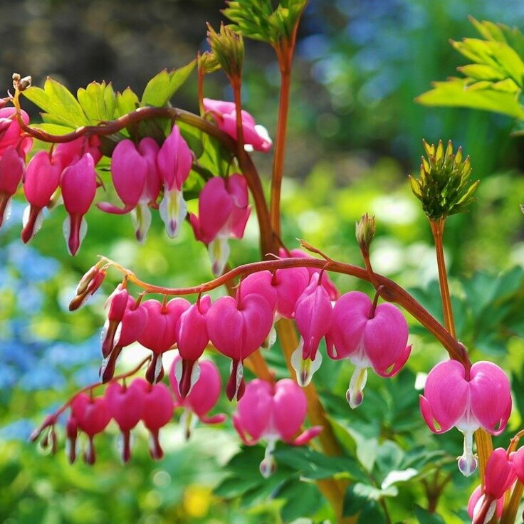 Bridge Gardens: Maintaining Color When Your Perennials Pause