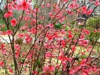 Keep Early Flowering Shrubs Thriving