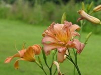 Delightful Daylilies