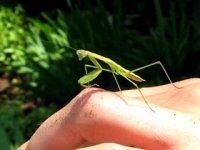 Mantids in the Garden