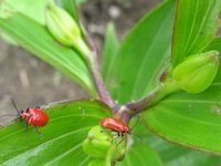 Controlling the Lily Leaf Beetle