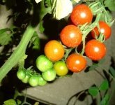 Jasper Cherry Tomato is a Winner