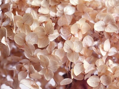 How to dry hydrangeas (Do It Yourself)