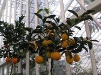 Growing Citrus