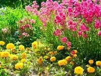 Summer Gardening - Refreshing the Mid-Summer Garden