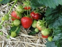 Training Strawberries