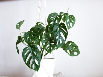 Monstera adansonii