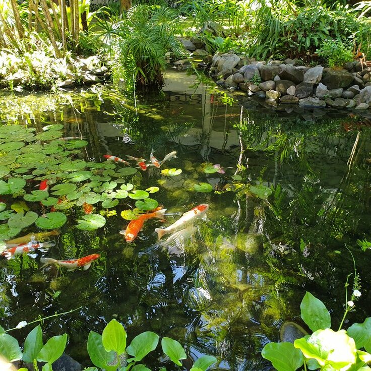 Why Adding a Pond to Your Yard is a Great Idea (Garden Wildlife)