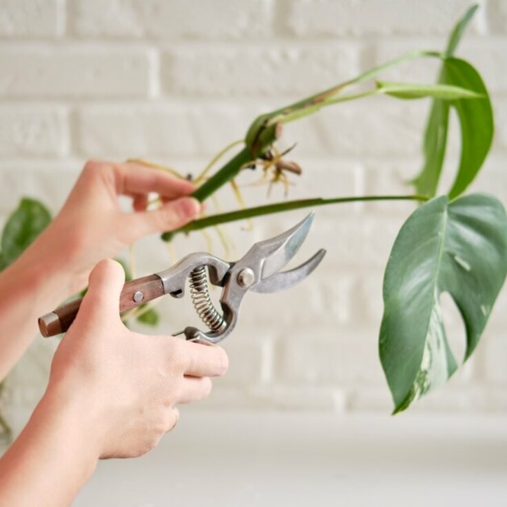 Everything You Need to Know About Plant Cuttings (Do It Yourself)