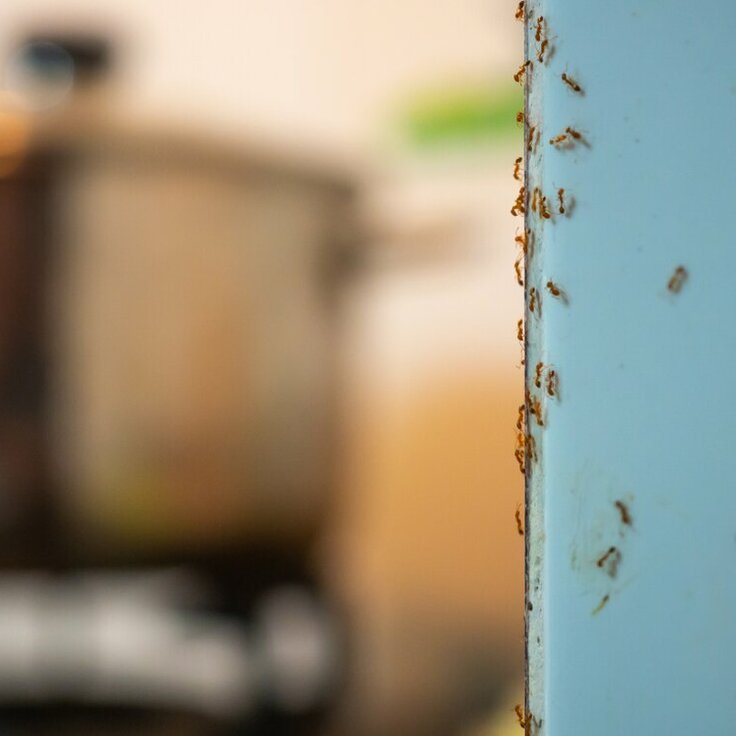 Swift solutions: How to banish ants from your home fast