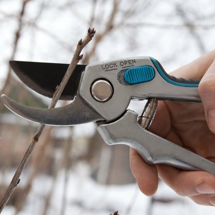 Pruning in Winter: What You Can Prune and When? (Gardening)