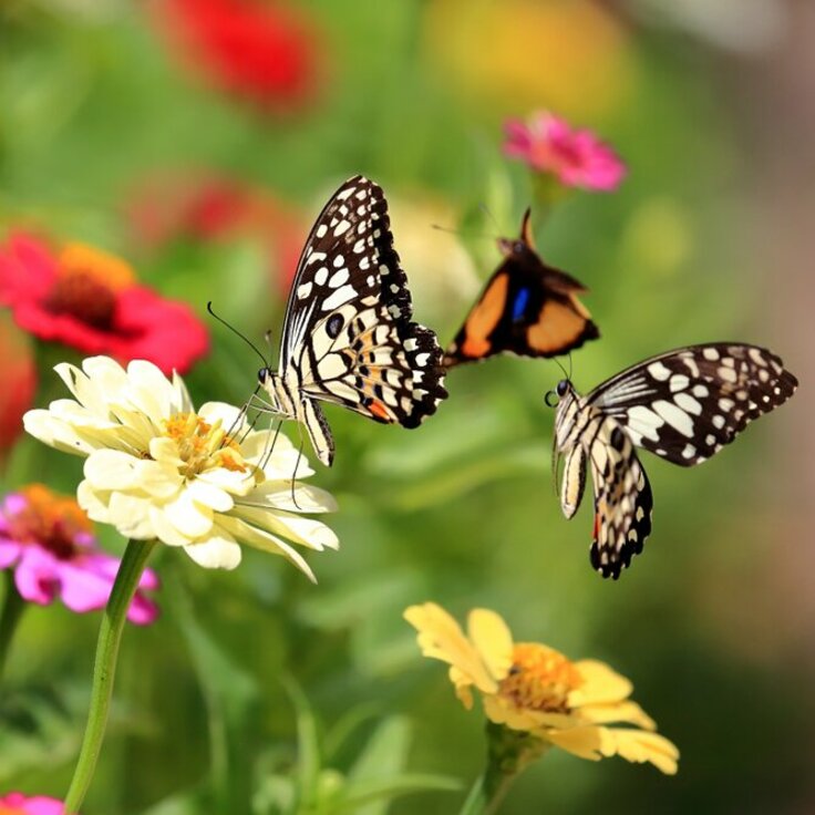 Creating a Butterfly Garden: Tips for Design, Plant Selection, and Maintenance (Garden Wildlife)