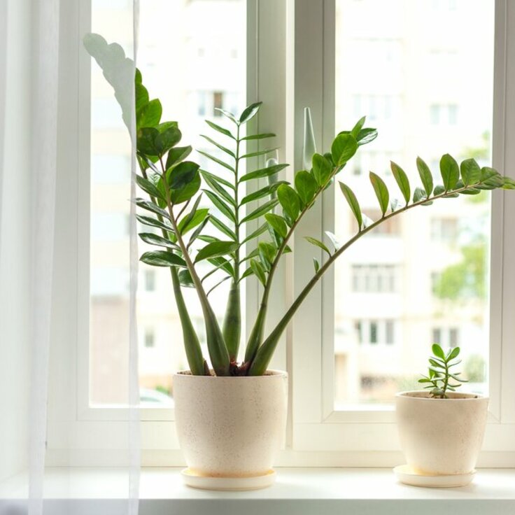 The Best Easy Houseplants for Your Windowsill (Indoor plants)