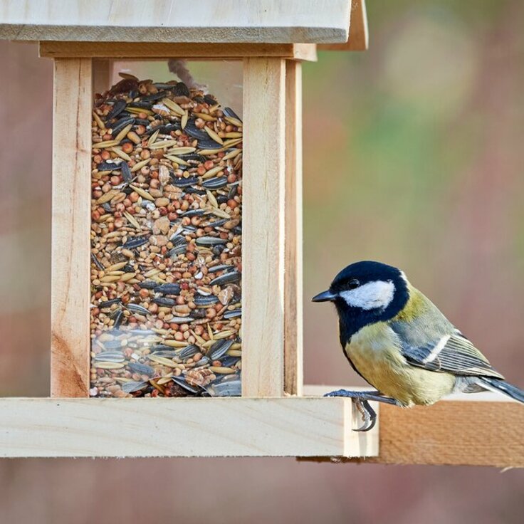 Create a Bird-Friendly Garden: 7 Tips for Autumn (Garden Wildlife)