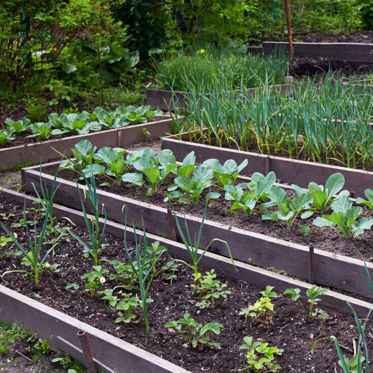 Creating a Vegetable Garden: Your Ultimate Guide to a Bountiful Harvest (Grow Your Own Food)