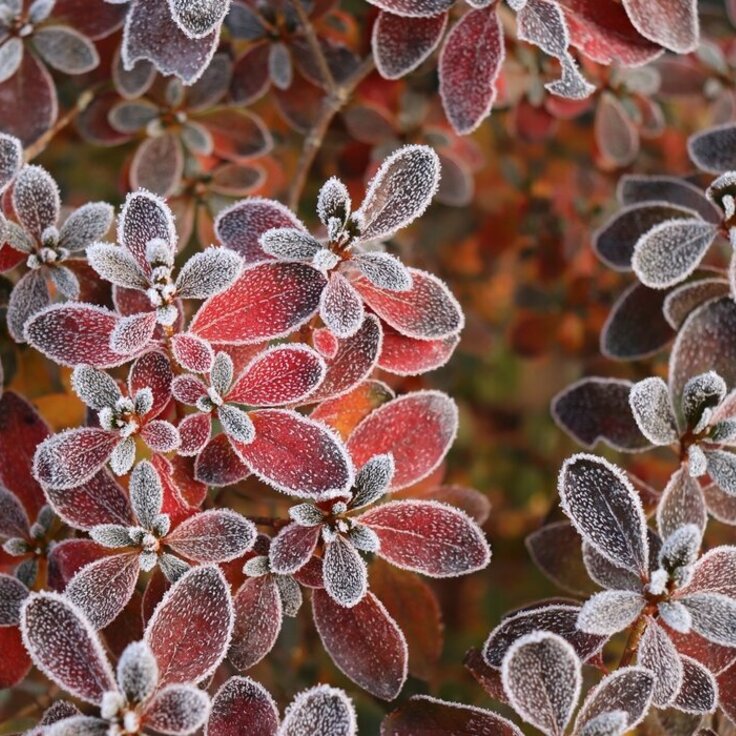 How to Keep Your Garden Healthy in the Cold: Winter Gardening Tips for the US and Canada