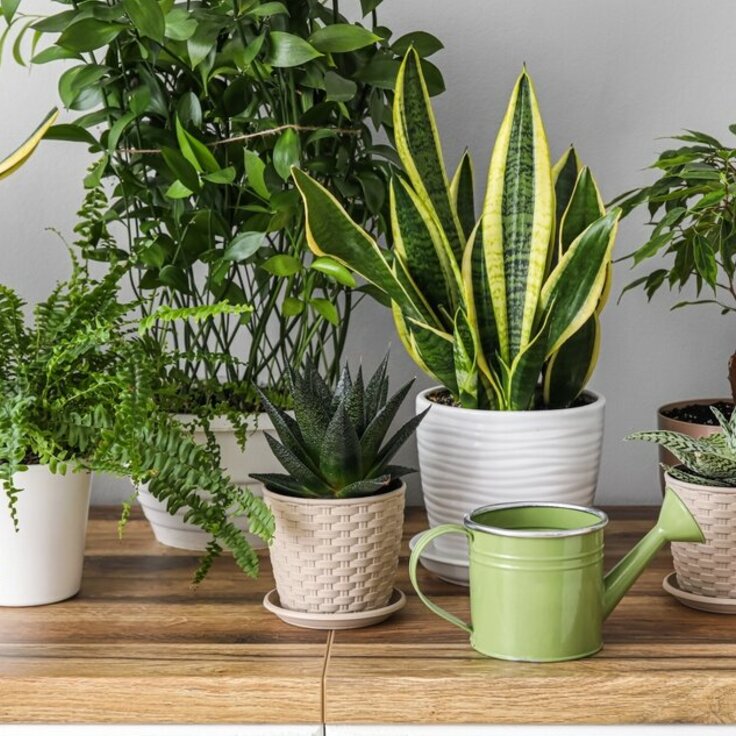 6 Ways to Refresh Your Home with Indoor Plants This January (Indoor plants)