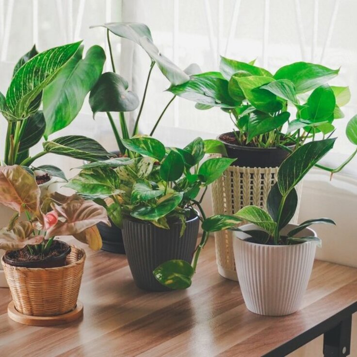 Bringing Greenery into Your Home and Garden: The Best Plants to Buy in Vancouver