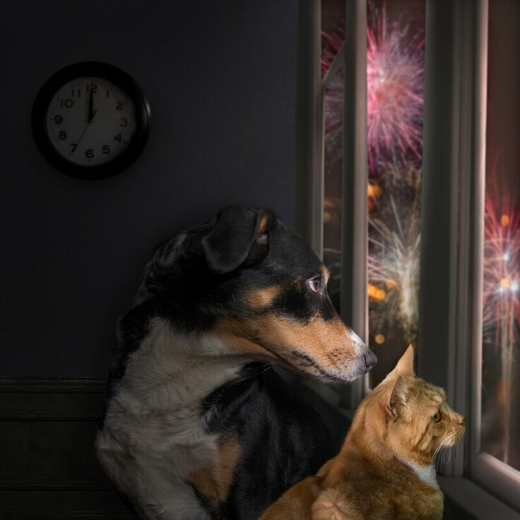 How to Keep Your Pets Safe and Calm During the New Year's Fireworks