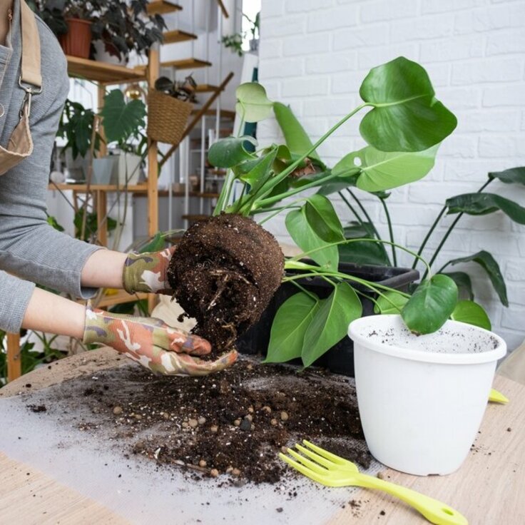 Key Tips for Repotting Houseplants (Indoor plants)