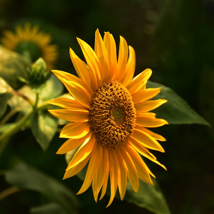 Caring for Sunflowers: From Planting to Harvest (Plants, Trees & Flowers)