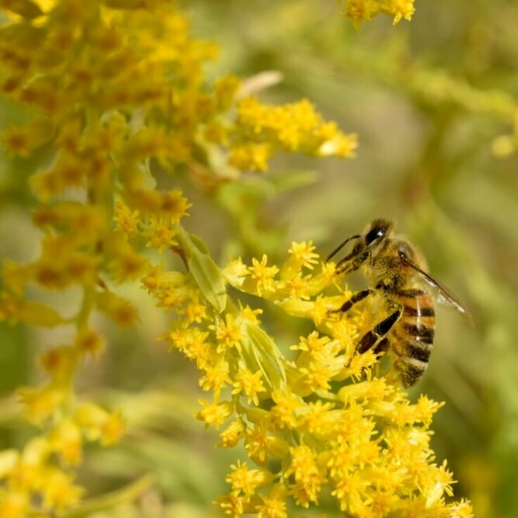 Why autumn plants matter for pollinators (Garden Wildlife)