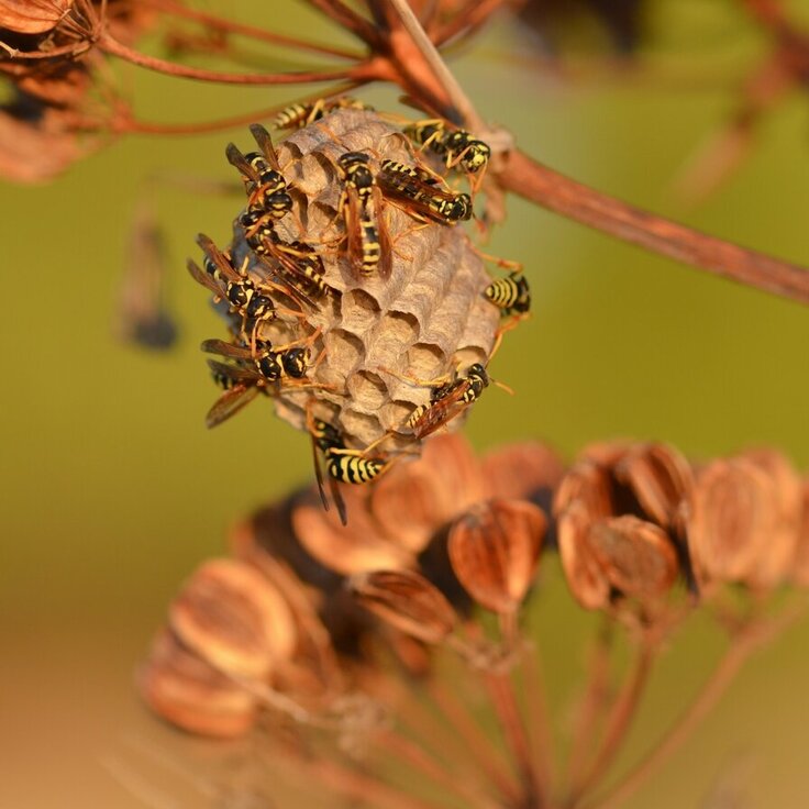 Effective Strategies for Safe and Efficient Wasp Nest Removal (Garden Wildlife)