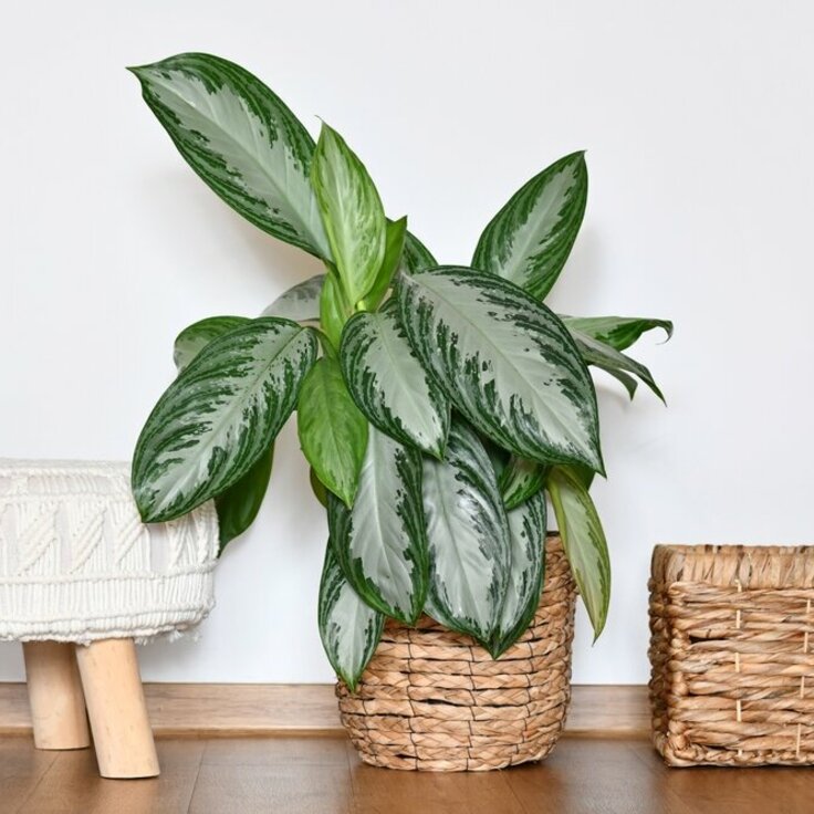 Bringing the Outdoors In: The Best Indoor Plants for Winter Months (Indoor plants)