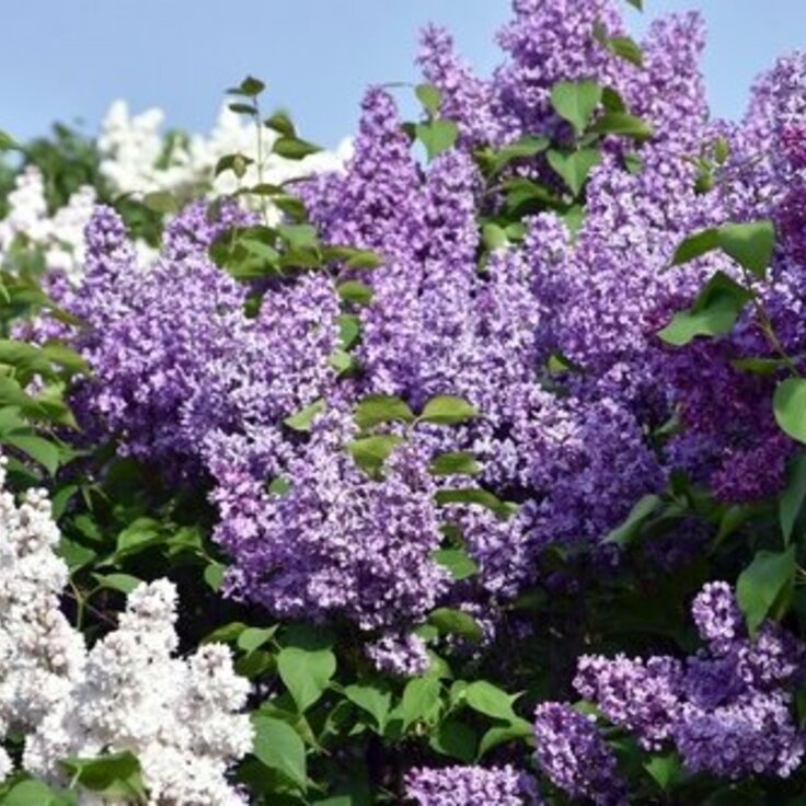 The Top 7 Aromatic Garden Plants