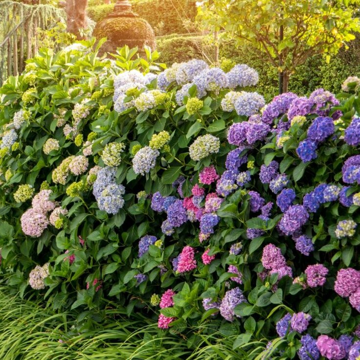 Flowering Shrubs: A Comprehensive Guide to Planting and Maintaining Stunning Blooms (Gardening Tips)